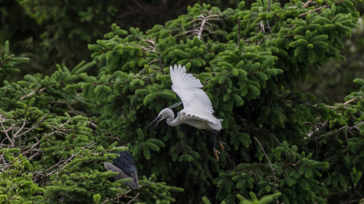 育 雏 期 的 鹭 鸟 （ 六 ）