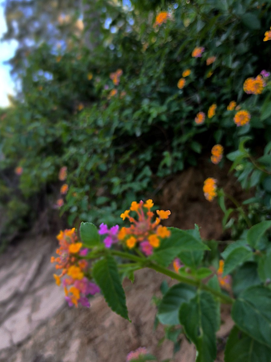 2024夏 海南环岛行（80）“会唱歌的沙滩”