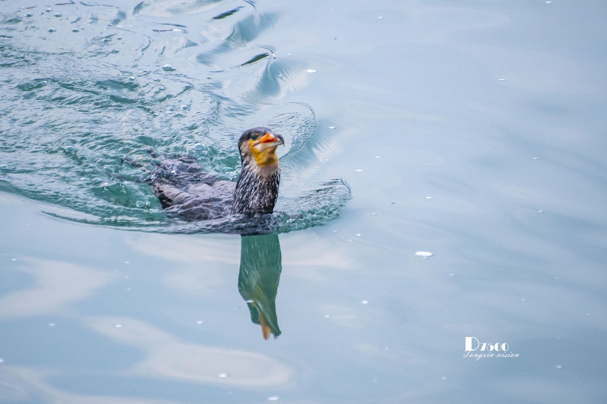 三月下江南——楠溪江狮子岩（21）