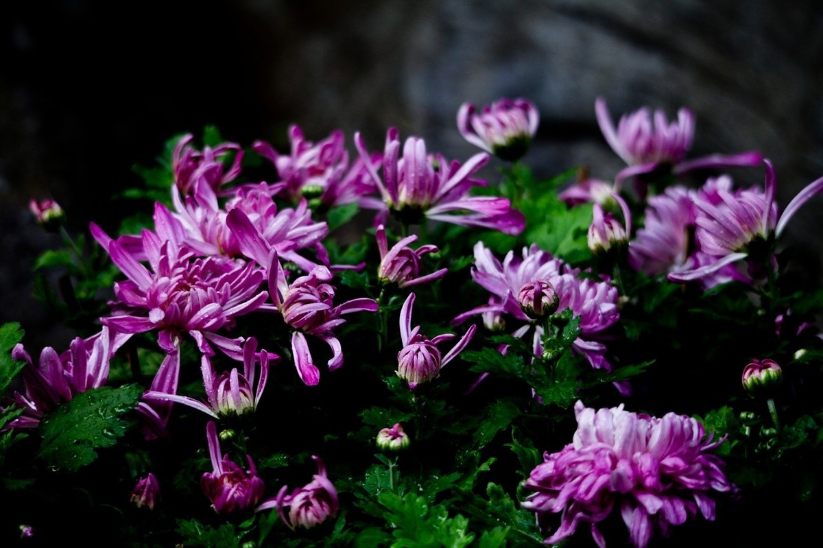 忆金秋——花&叶