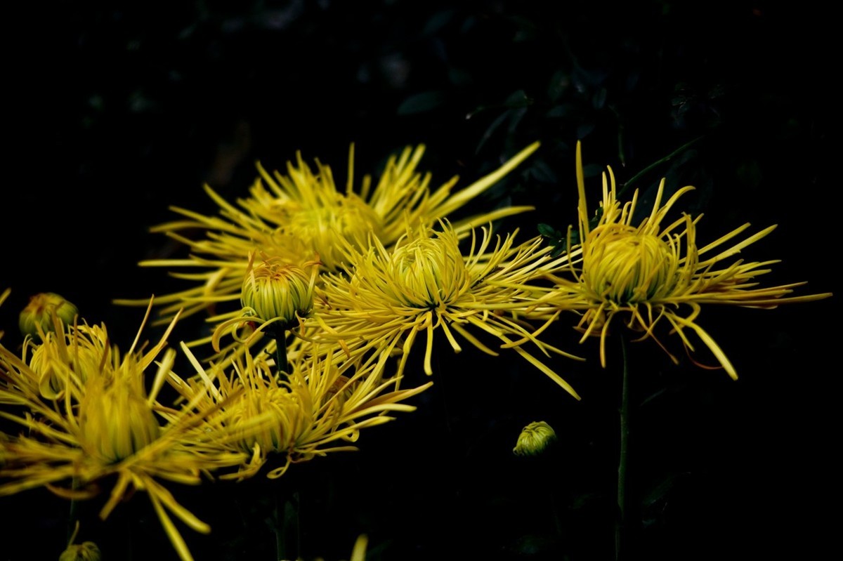忆金秋——花&叶