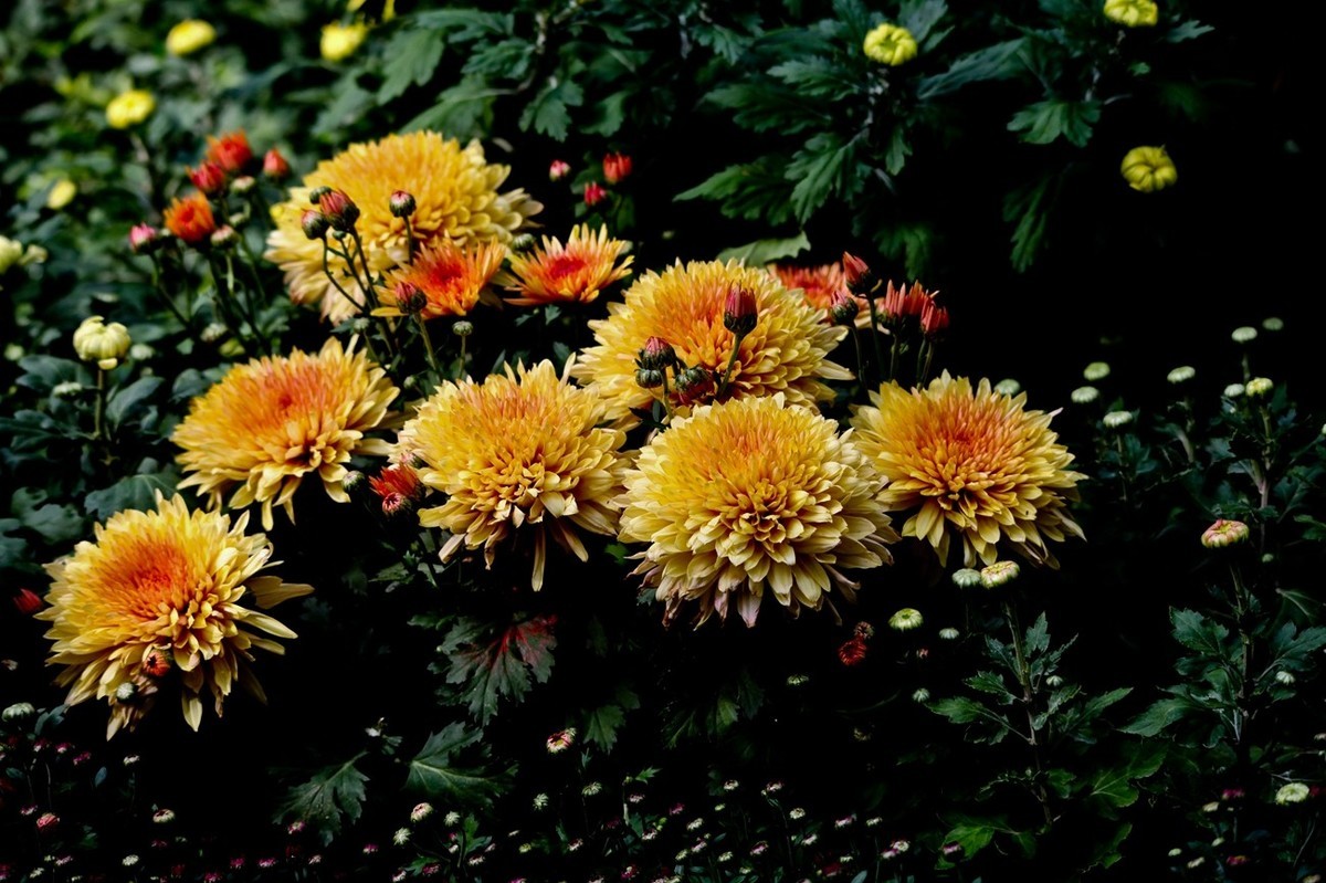 忆金秋——花&叶