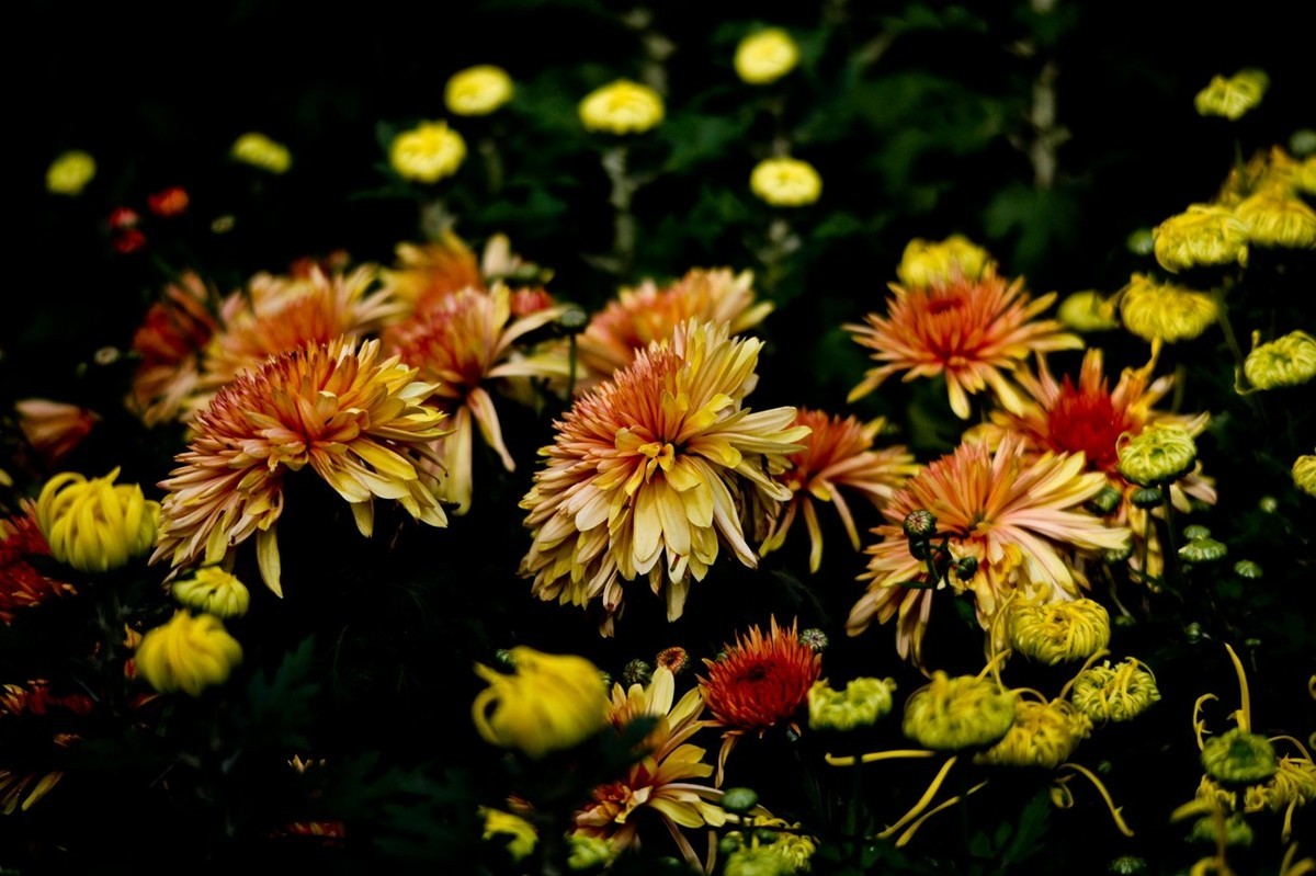 忆金秋——花&叶