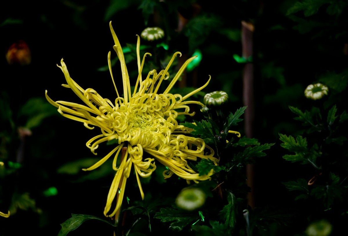 忆金秋——花&叶