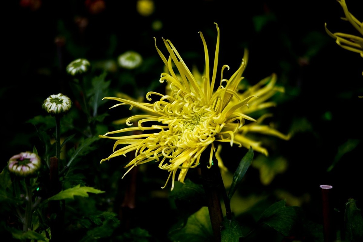 忆金秋——花&叶