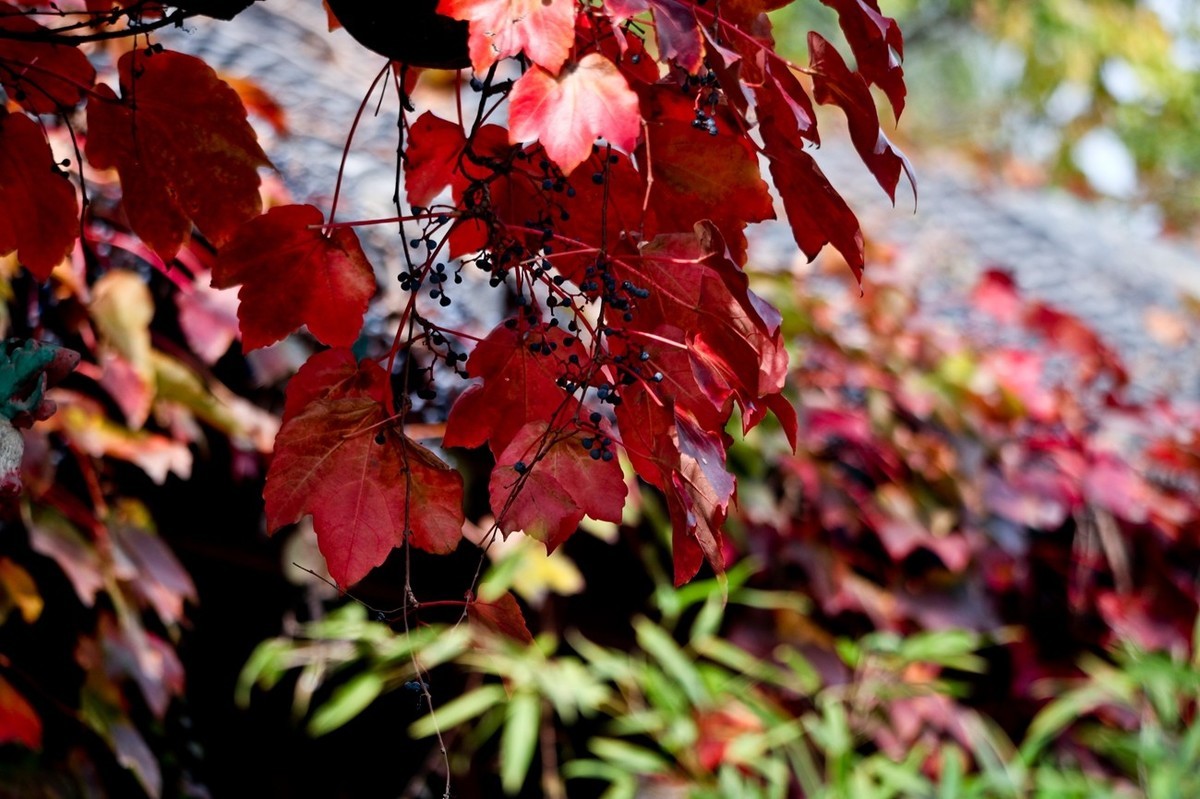 忆金秋——花&叶
