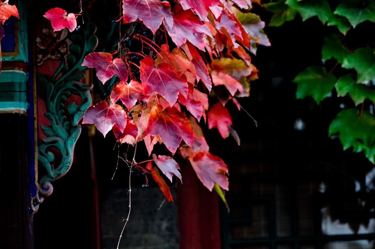 忆金秋——花&叶