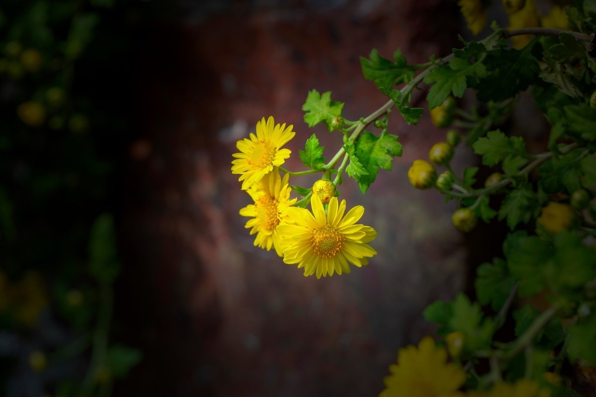 岳麓山拍菊花 2
