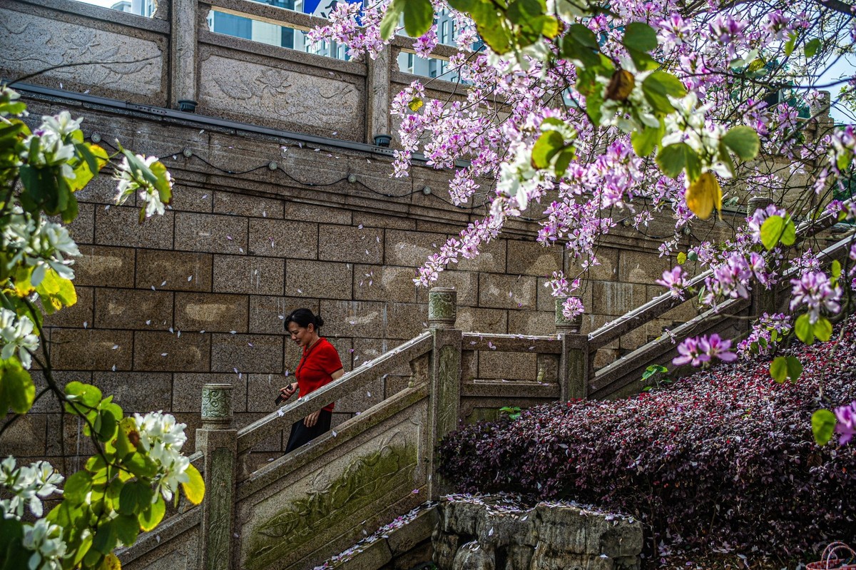 春天花开的时候  记实拍摄