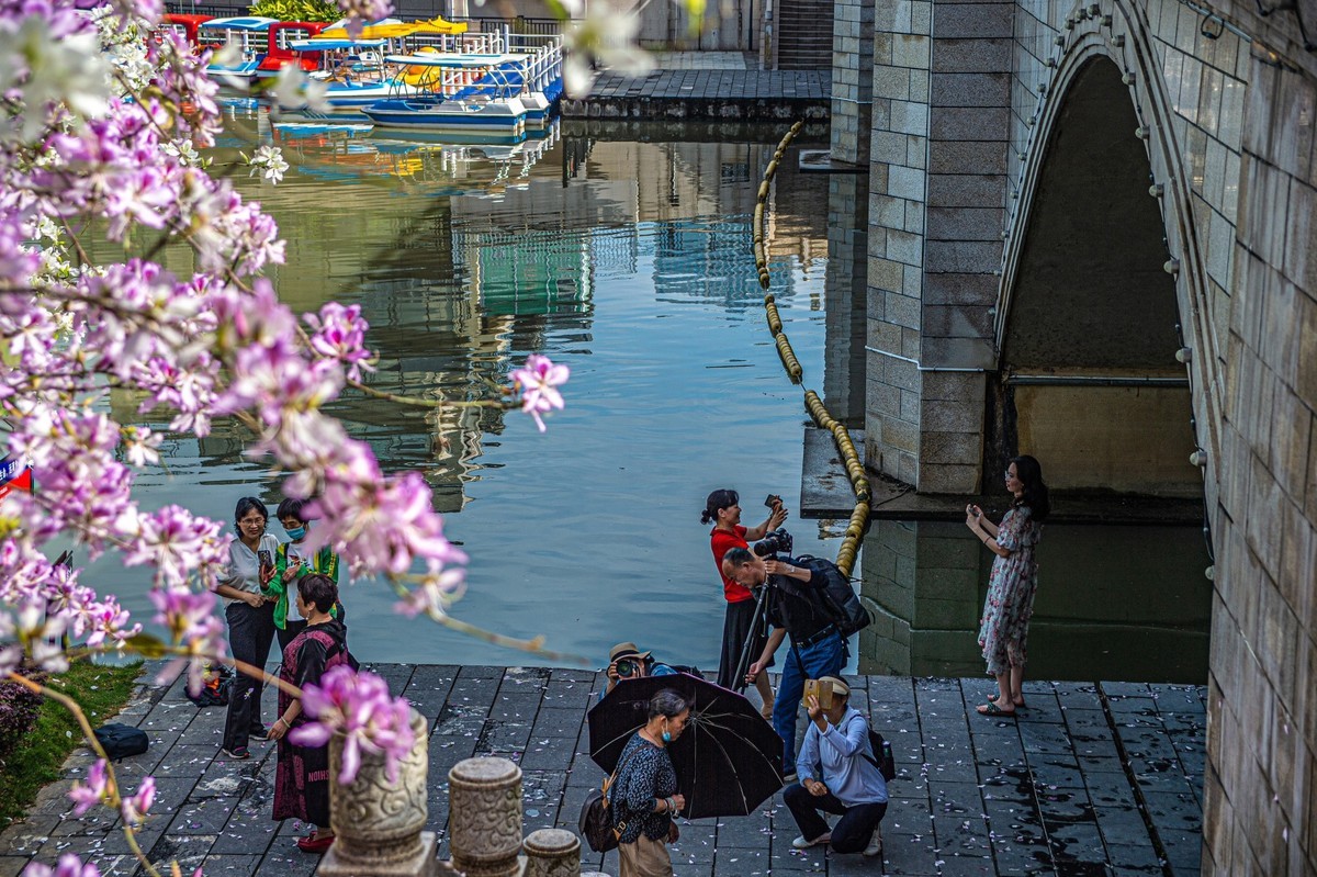 春天花开的时候  记实拍摄