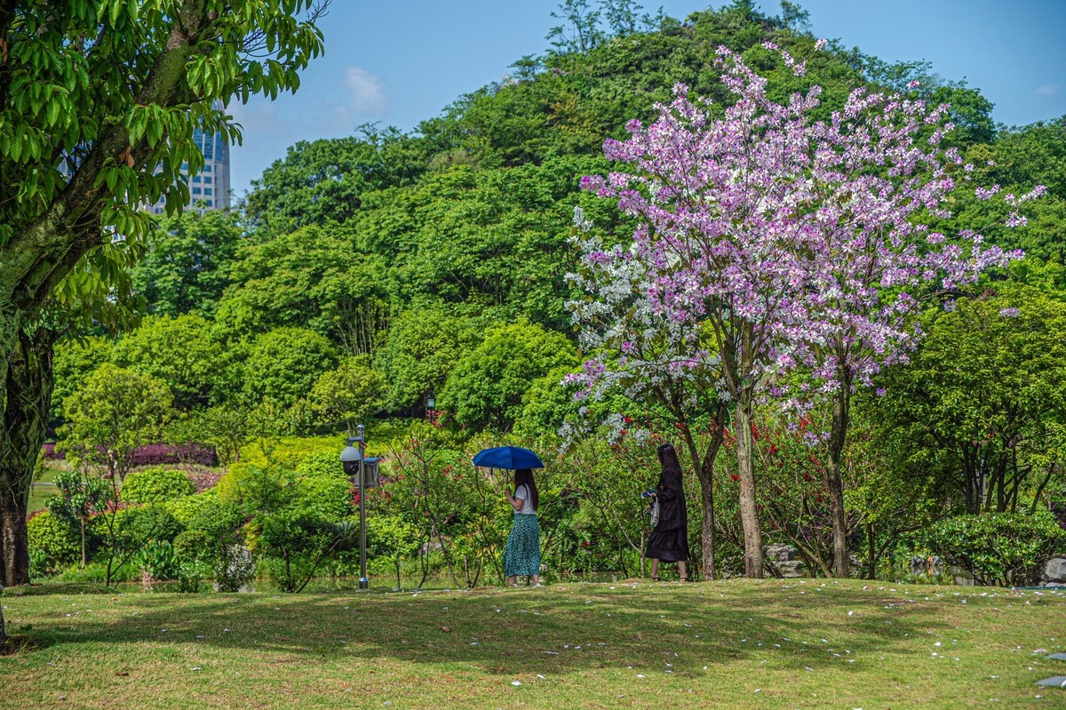 春天花开的时候  记实拍摄