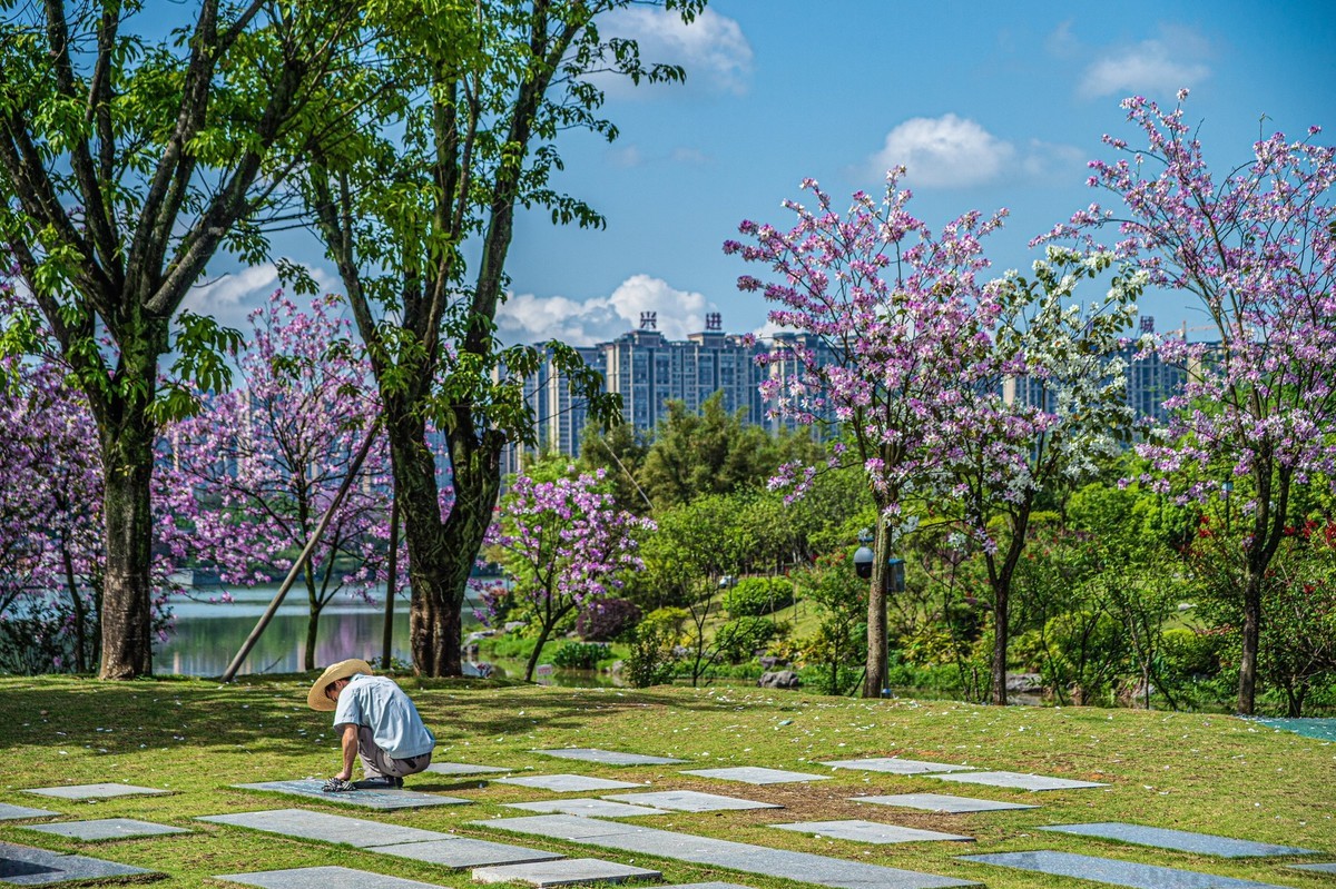 春天花开的时候  记实拍摄