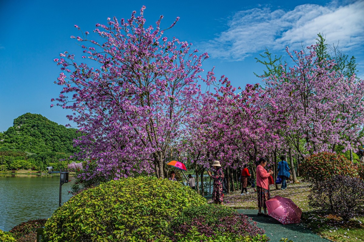 春天花开的时候  记实拍摄