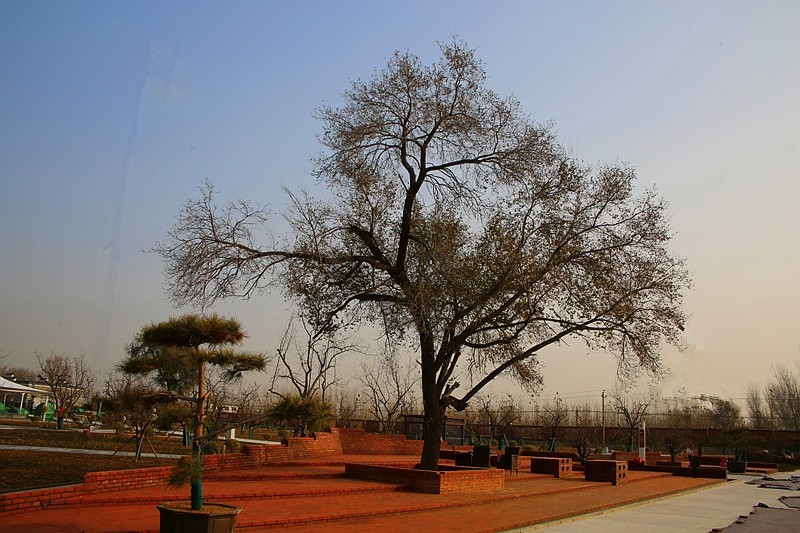 《不老松：纪实摄影》沧州印象.大运河农业生态文化产业示范区！发奨会！