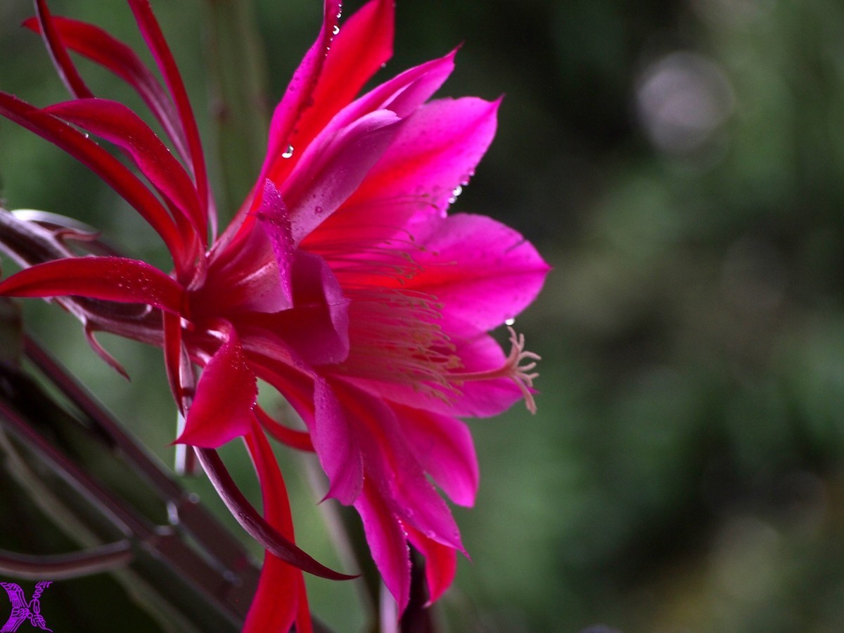 2023家养大令箭荷花初次开放（2）