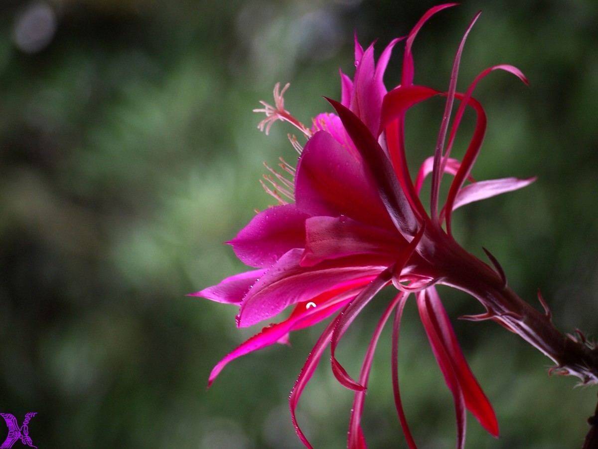 2023家养大令箭荷花初次开放（2）