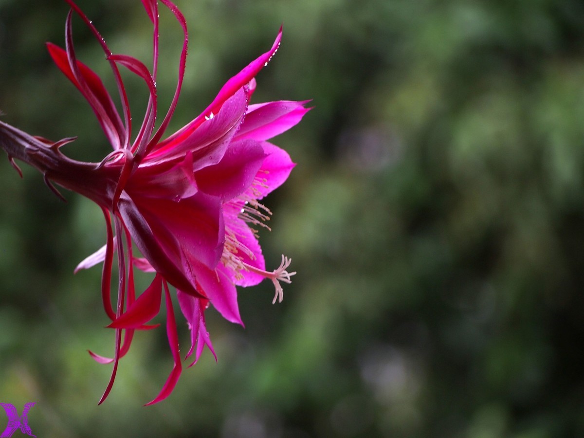 2023家养大令箭荷花初次开放（2）