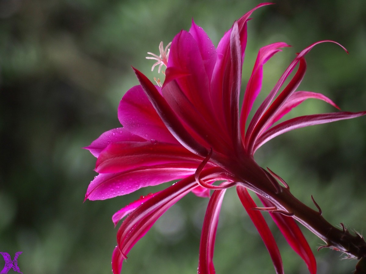 2023家养大令箭荷花初次开放（2）