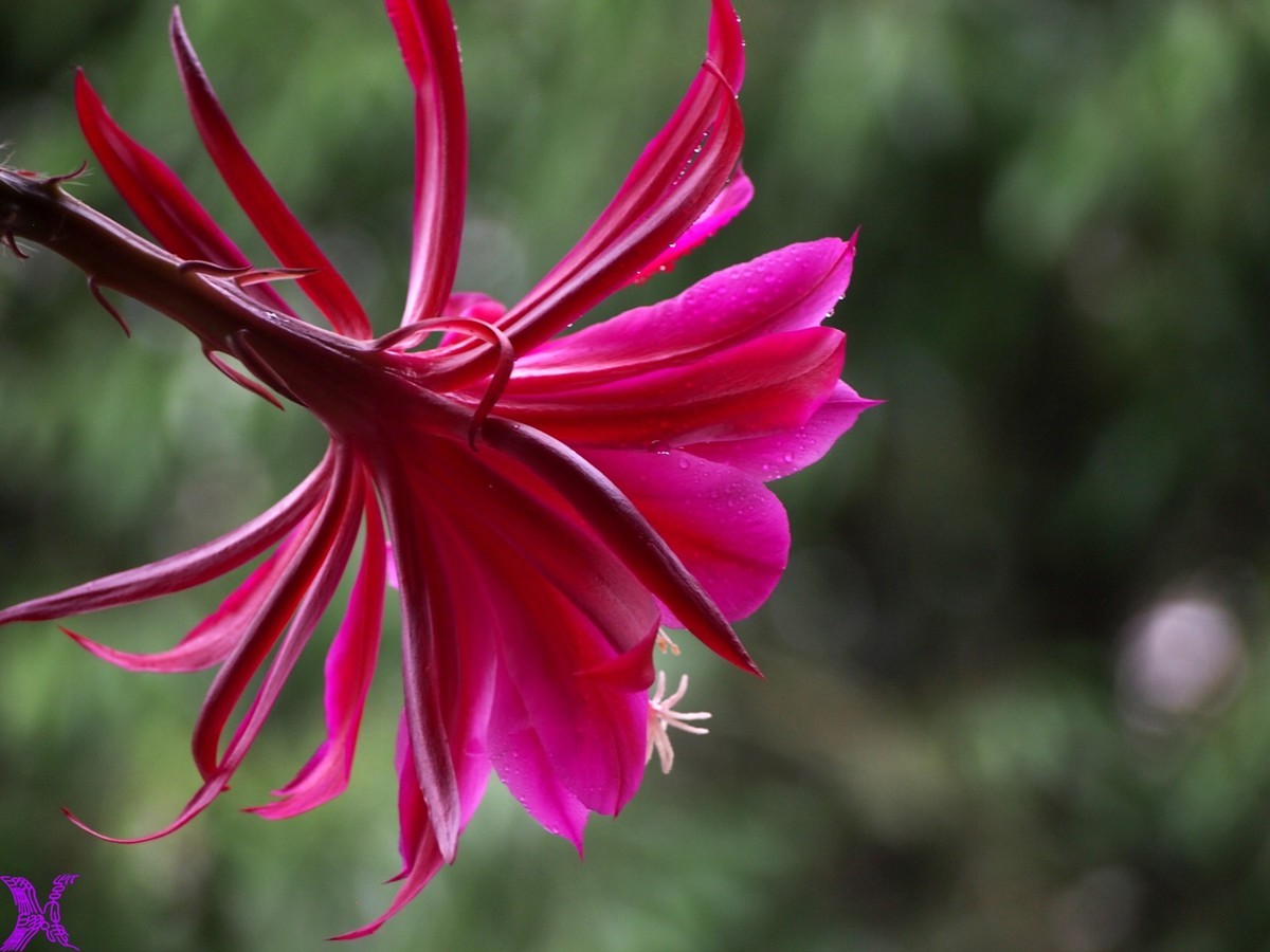 2023家养大令箭荷花初次开放（2）