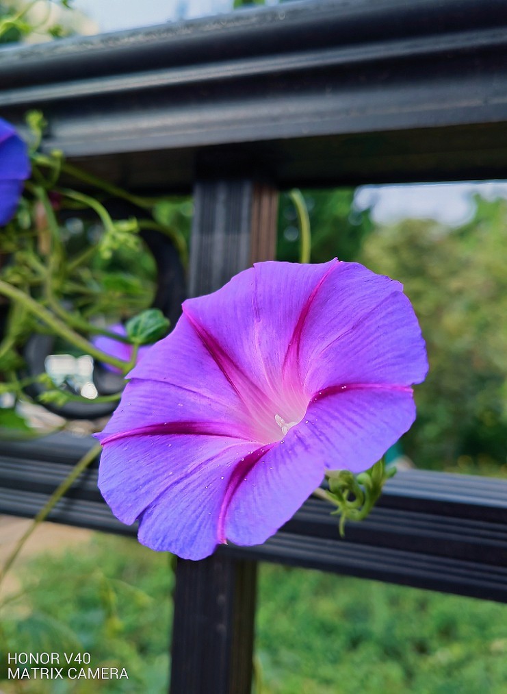 请假贴30张扫街抓拍片《风景，花草和妹子》上班族都上班了，该咱大爷出去溜达溜达了！