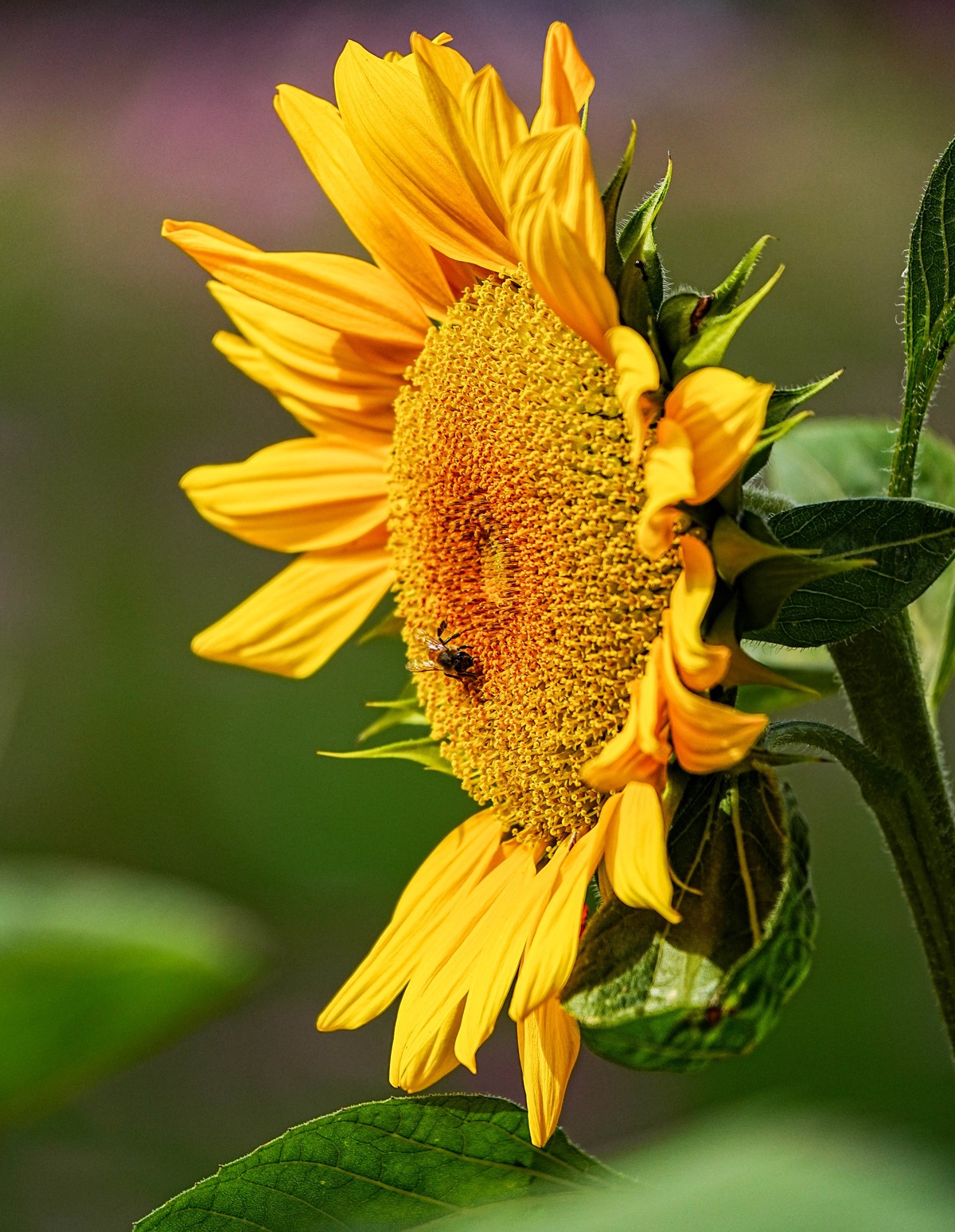 秋游奥森公园20231005 《40》