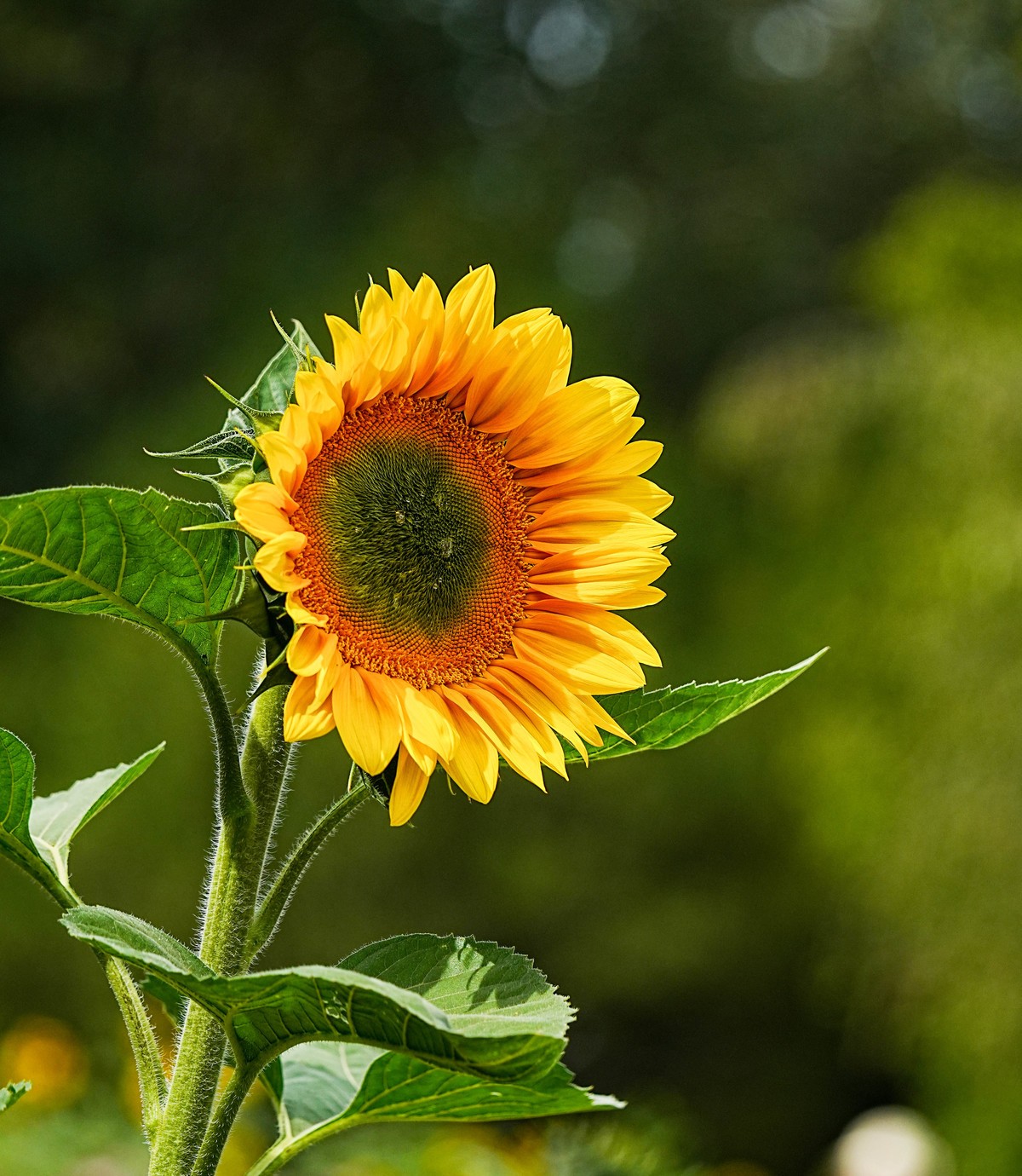 秋游奥森公园20231005 《40》