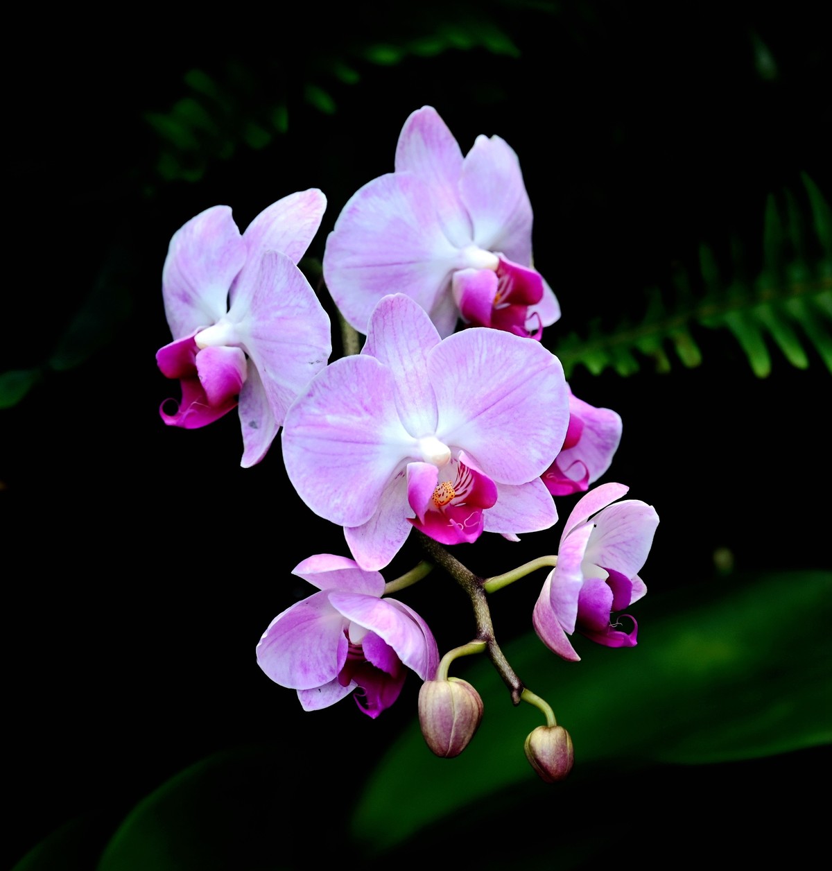 植物园第二届兰花展