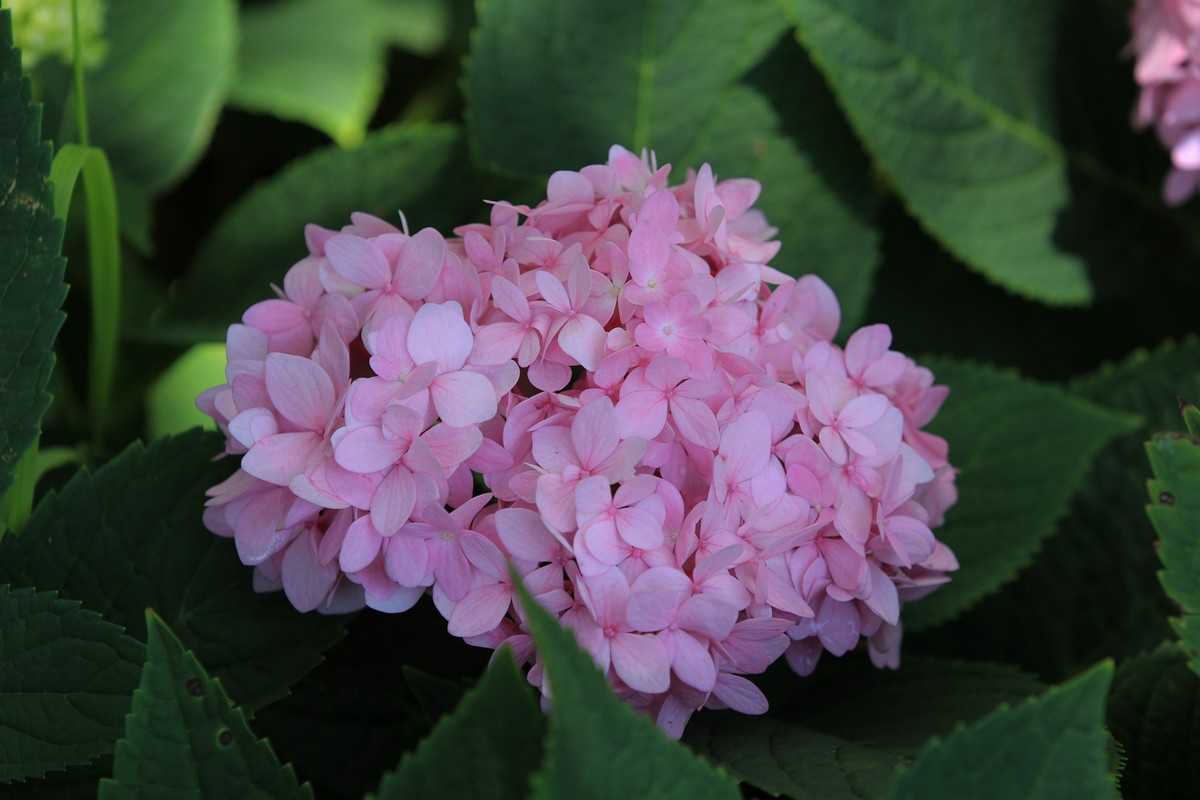 拍摄花卉一（305）