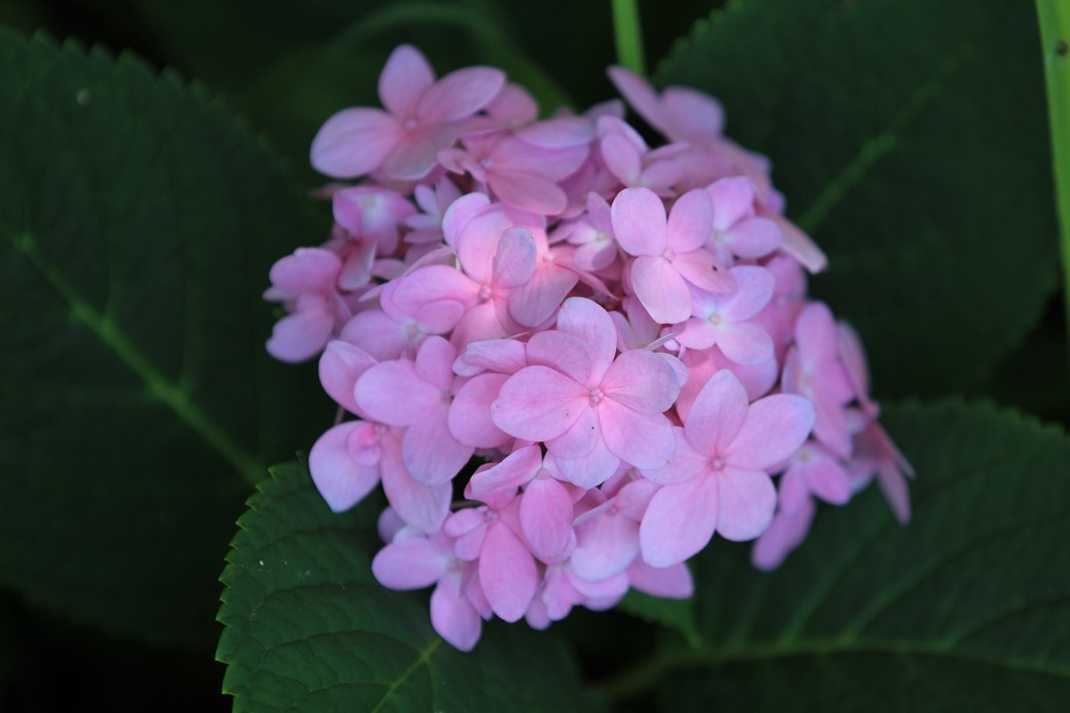 拍摄花卉一（305）