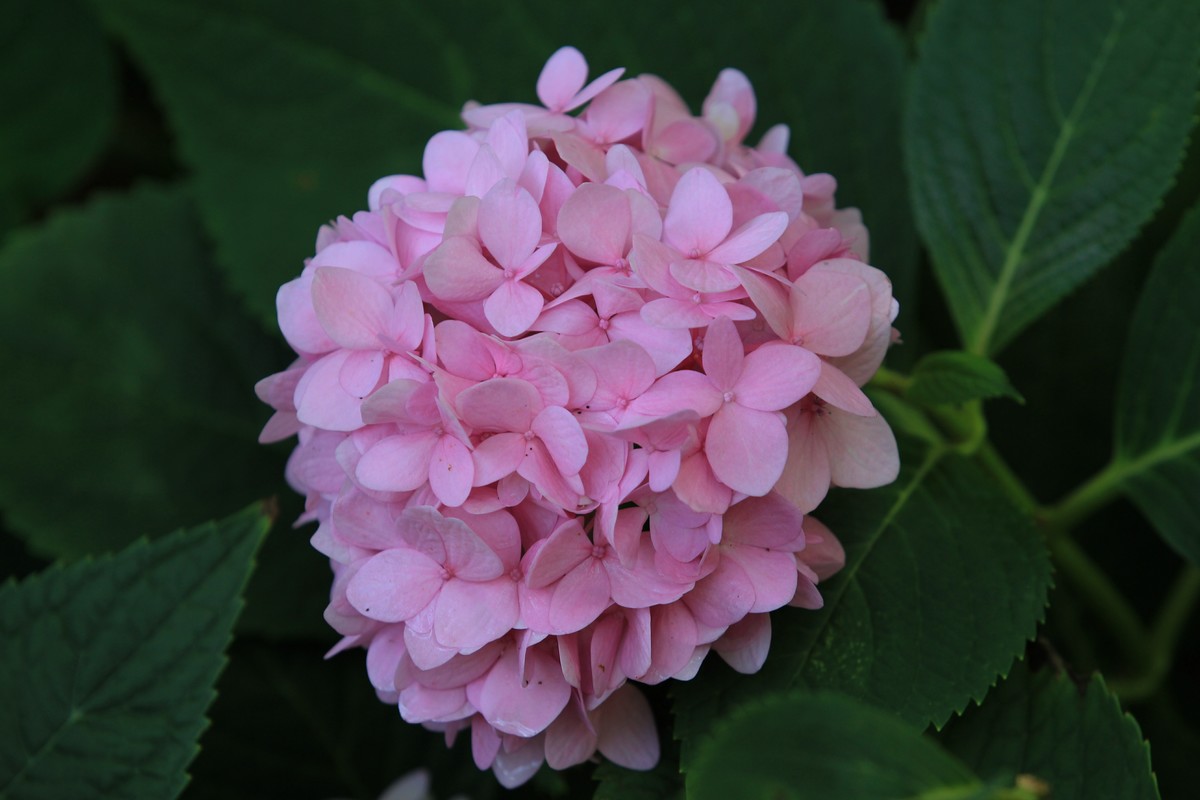 拍摄花卉一（305）