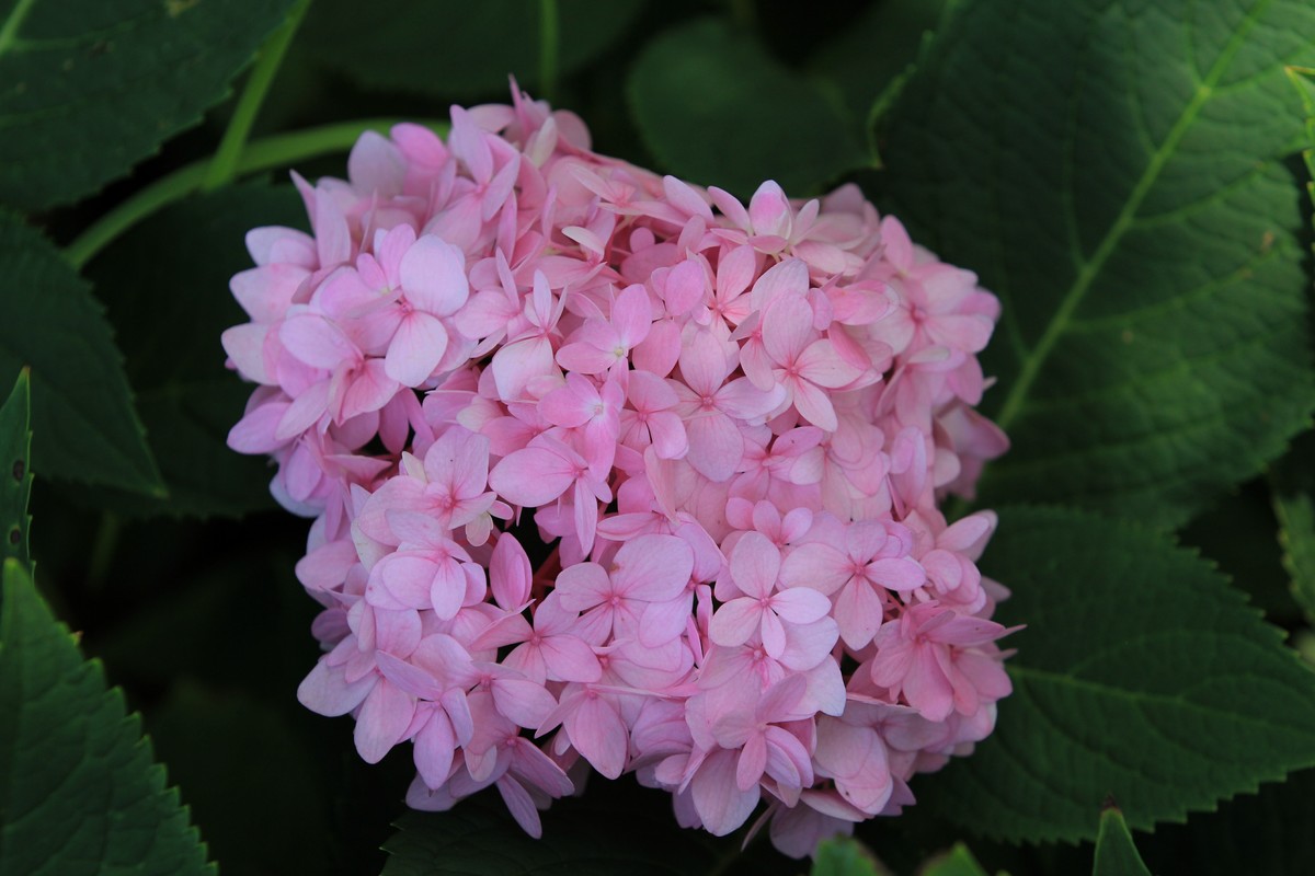 拍摄花卉一（305）