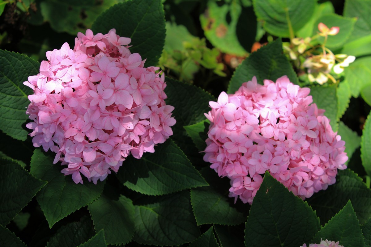 拍摄花卉一（305）