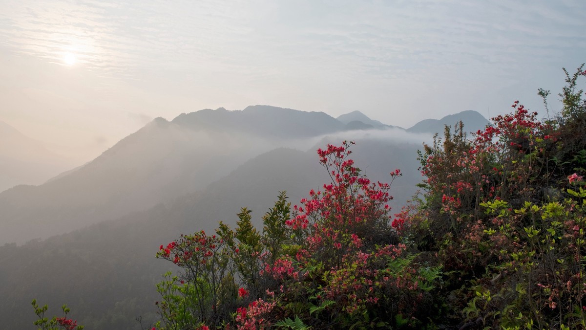 尼康D850+24-70风景--山花烂漫时