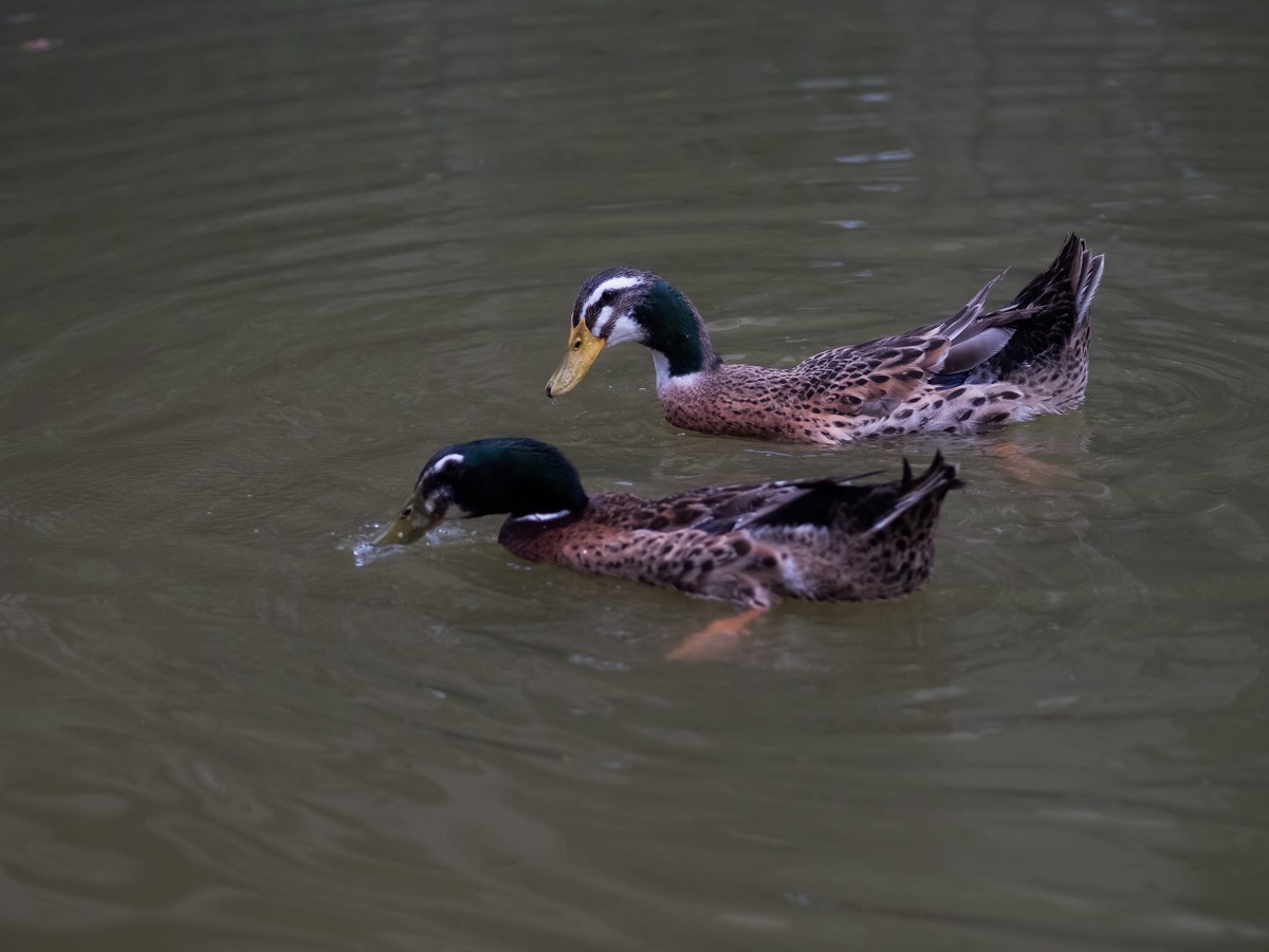 九月精华  小五星空(中国)祝祖国繁荣富强！