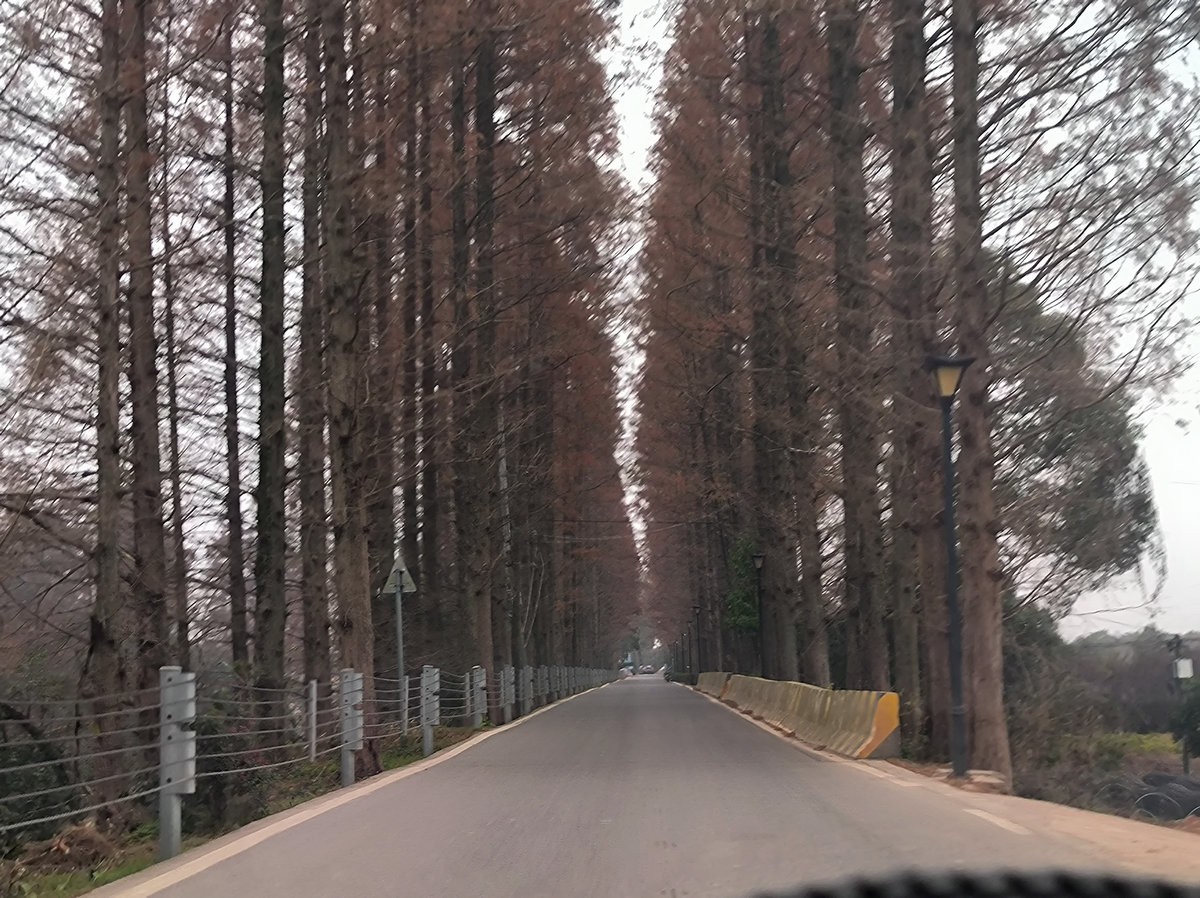 漫步星城 走街串巷（602）金洲村