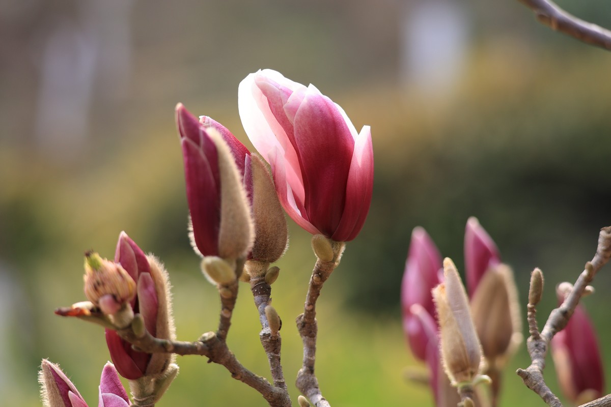 重庆园博园的花