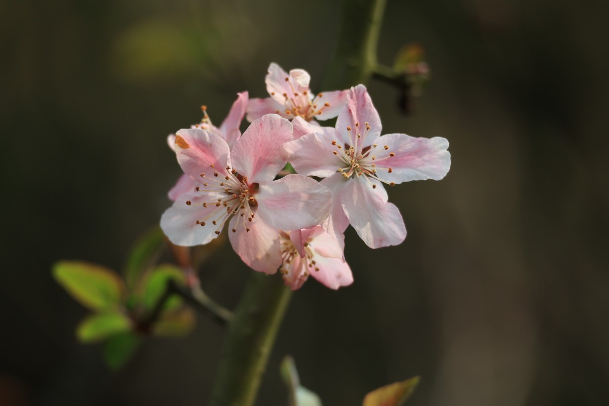 重庆园博园的花