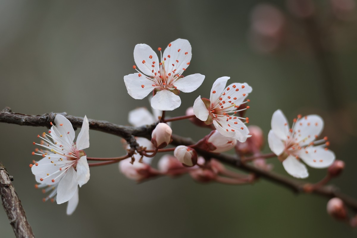 重庆园博园的花