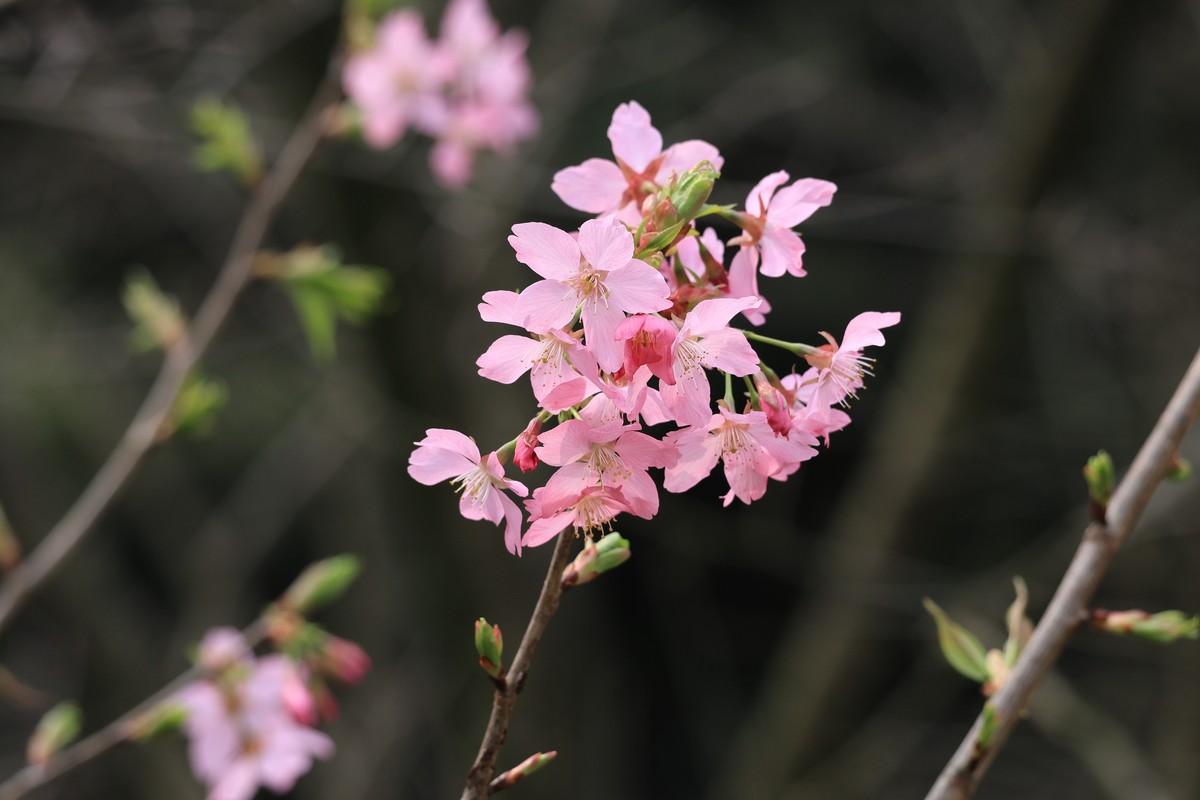 重庆园博园的花