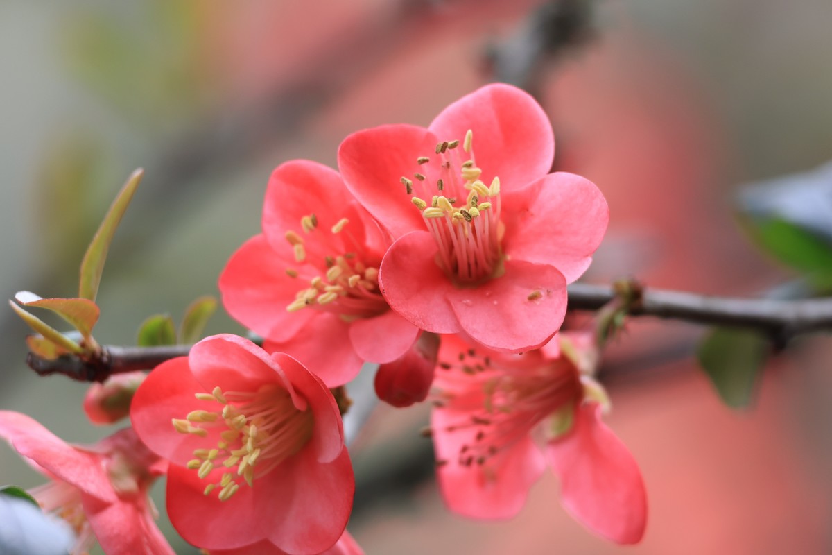 重庆园博园的花