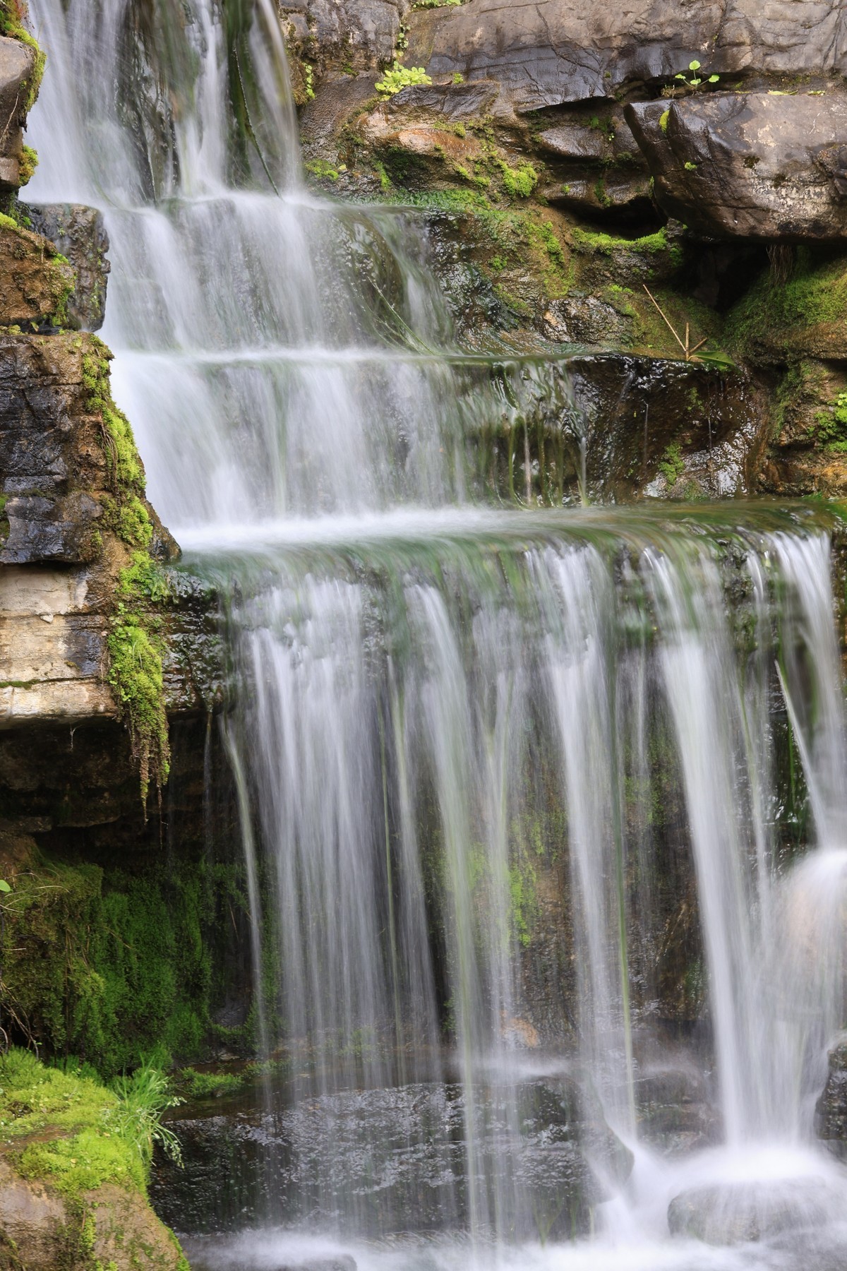 重庆园博园的花