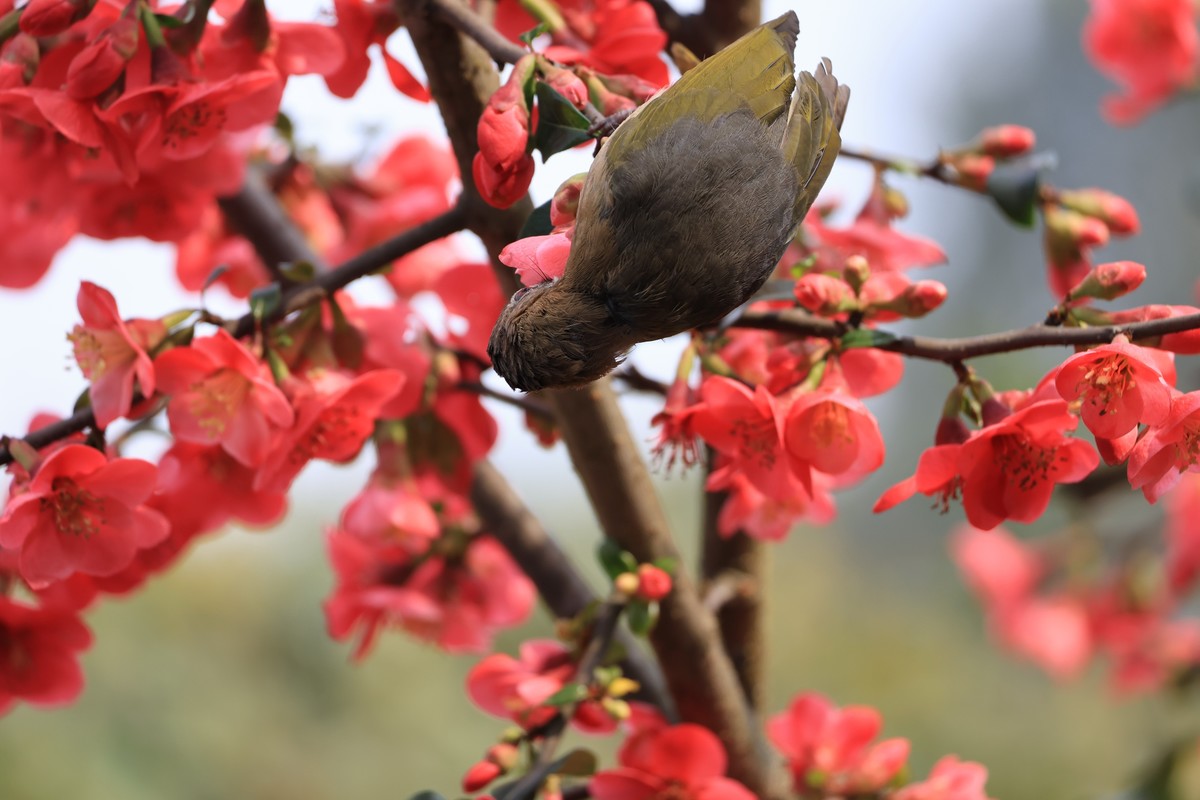 重庆园博园的花