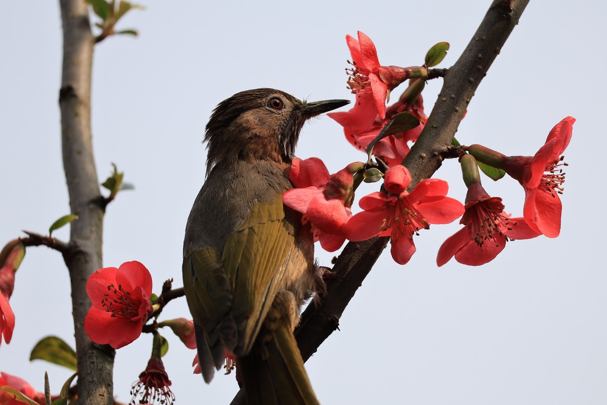 重庆园博园的花