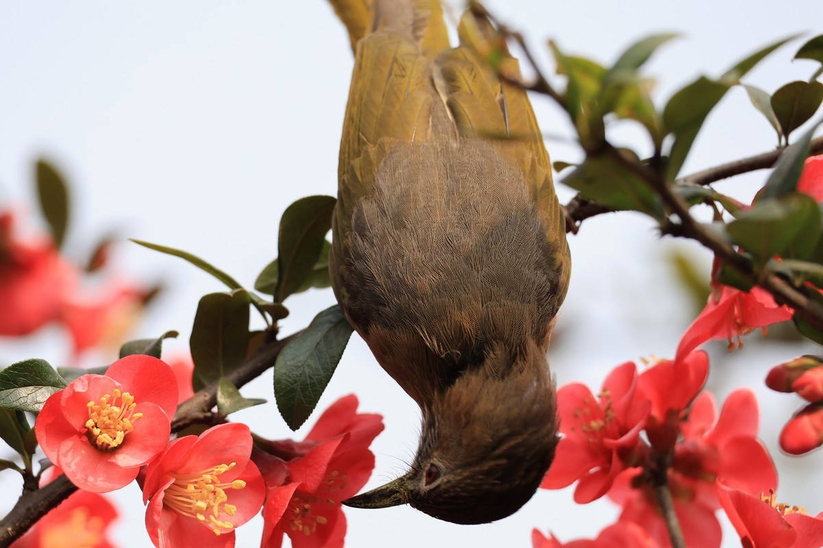 重庆园博园的花
