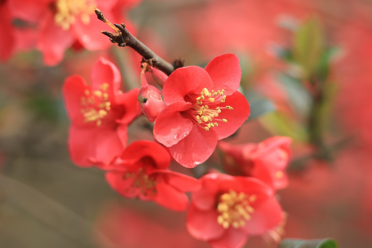 重庆园博园的花