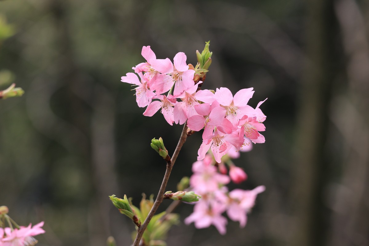重庆园博园的花