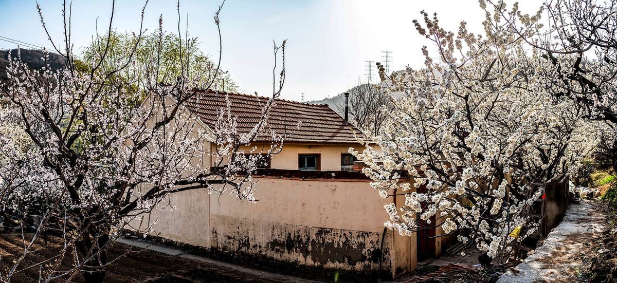 被樱花  杏花拥抱的小山村  超然村
