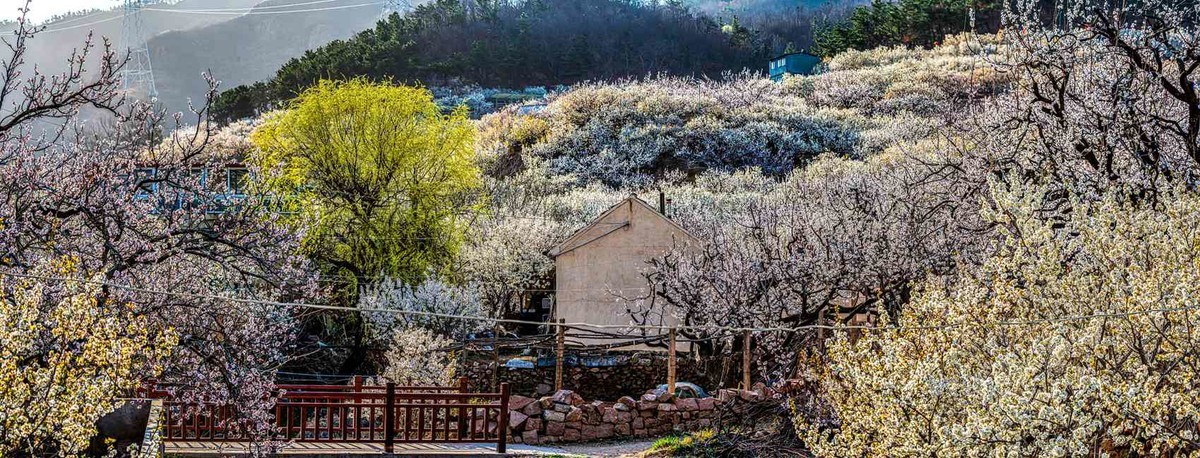 被樱花  杏花拥抱的小山村  超然村
