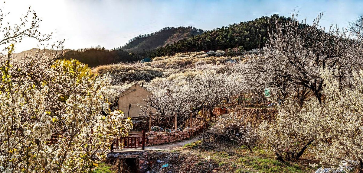 被樱花  杏花拥抱的小山村  超然村