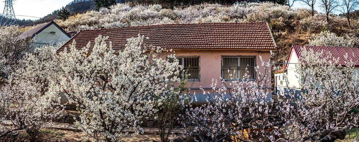 被樱花  杏花拥抱的小山村  超然村